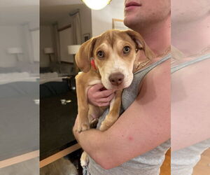 Mutt Dogs for adoption in Plainfield, IL, USA