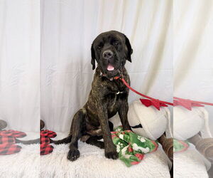 Mutt Dogs for adoption in Goodyear, AZ, USA