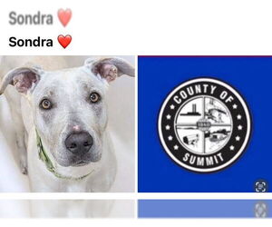 Blue Lacy Dogs for adoption in Akron, OH, USA