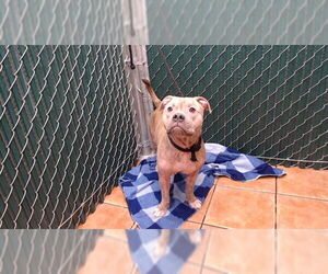 Mutt Dogs for adoption in Downey, CA, USA