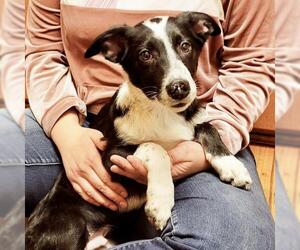 Australian Kelpie-Border Collie Mix Dogs for adoption in Laramie, WY, USA