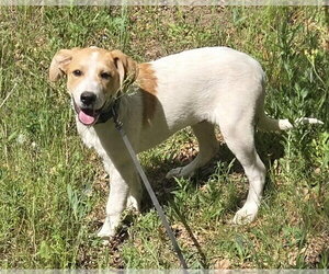 Mutt Dogs for adoption in Tabernash, CO, USA