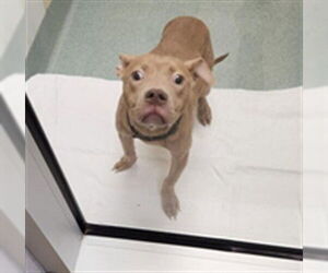 Mutt Dogs for adoption in Plano, TX, USA