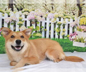 German Shepherd Dog-Unknown Mix Dogs for adoption in Oroville, CA, USA
