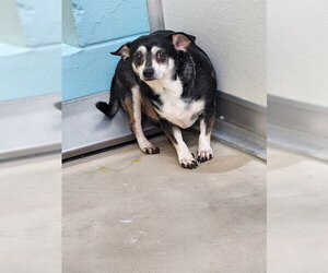 Chihuahua Dogs for adoption in Temple, TX, USA