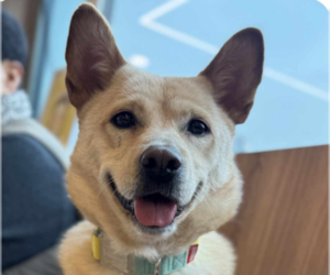 Mutt Dogs for adoption in San Ramon, CA, USA