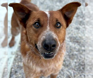 Mutt Dogs for adoption in Jefferson, WI, USA