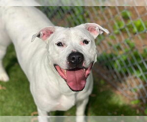 American Staffordshire Terrier-Unknown Mix Dogs for adoption in Raleigh, NC, USA