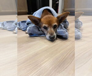 Rat Terrier Dogs for adoption in New Orleans, LA, USA