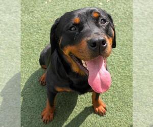 Rottweiler-Unknown Mix Dogs for adoption in Rockwall, TX, USA