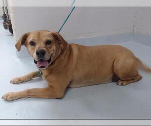 Medium Photo #1 Boglen Terrier Puppy For Sale in Pasadena, TX, USA