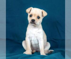 Chug Dogs for adoption in San Diego, CA, USA