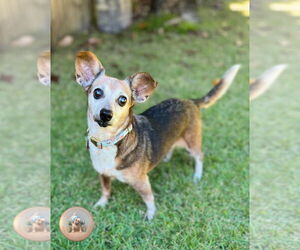 Dachshund-Unknown Mix Dogs for adoption in Pensacola, FL, USA