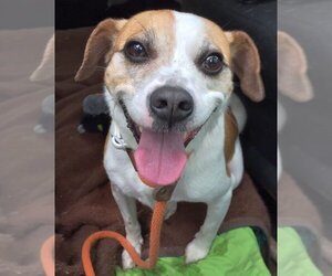 Beagle-Unknown Mix Dogs for adoption in Rockaway, NJ, USA