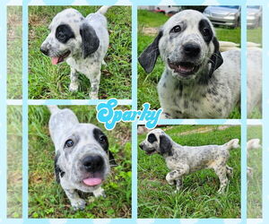 Dalmatian-Unknown Mix Dogs for adoption in Blacksburg, SC, USA