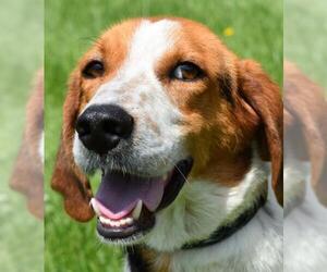 American Foxhound Dogs for adoption in Nashville, IN, USA