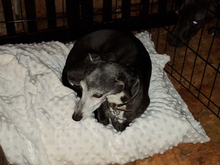 Italian Greyhound Dogs for adoption in Norcross, GA, USA