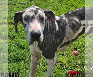 Great Dane Dogs for adoption in Maryville, TN, USA