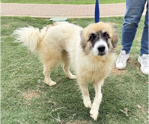Australian Shepherd-Unknown Mix Dogs for adoption in Plymouth, MN, USA