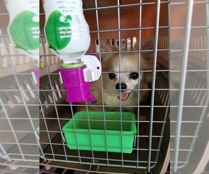 Chihuahua Dogs for adoption in Agoura Hills, CA, USA