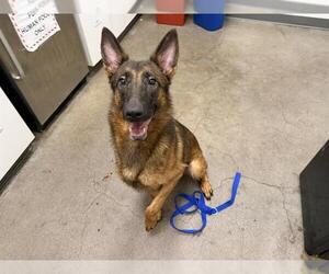 German Shepherd Dog Dogs for adoption in Berkeley , CA, USA