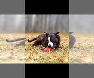 Bull Terrier-Unknown Mix Dogs for adoption in White Bluff, TN, USA