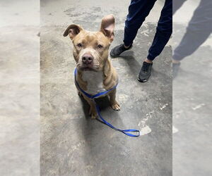 American Staffordshire Terrier Dogs for adoption in Tallahassee, FL, USA