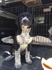 Australian Shepherd-German Wirehaired Pointer Mix Dogs for adoption in Alturas, CA, USA
