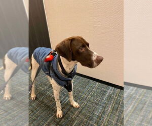 Pointer Dogs for adoption in San Diego, CA, USA