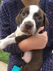 American Boston Bull Terrier Dogs for adoption in Greenville, SC, USA