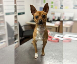 Chihuahua-Unknown Mix Dogs for adoption in St. Louis Park, MN, USA