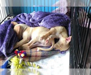 Chihuahua Dogs for adoption in Santa Cruz, CA, USA