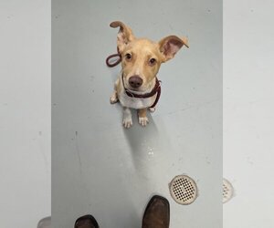 Small Carolina Dog Mix