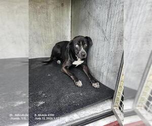 Boxer-Unknown Mix Dogs for adoption in San Antonio, TX, USA