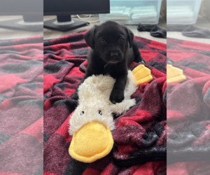 Labrador Retriever-Unknown Mix Dogs for adoption in The Woodlands, TX, USA