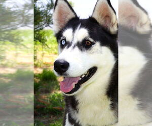 - Mix Dogs for adoption in Evansville, IN, USA