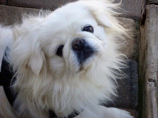 Pekingese Dogs for adoption in Pacolet, SC, USA