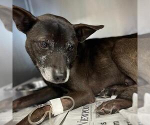 Mutt Dogs for adoption in San Antonio, TX, USA