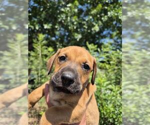 American Staffordshire Terrier-Unknown Mix Dogs for adoption in San Antonio, TX, USA