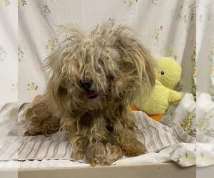 Poodle (Miniature) Dogs for adoption in Modesto, CA, USA
