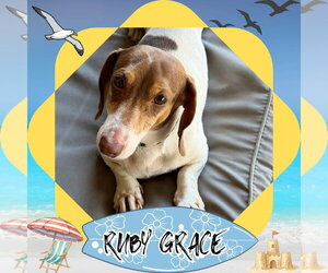 Dachshund Dogs for adoption in San Antonio, TX, USA