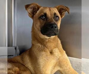 Labrador Retriever-Unknown Mix Dogs for adoption in San Antonio, TX, USA