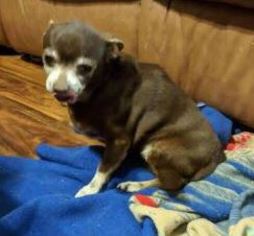 Chihuahua Dogs for adoption in Queen Creek, AZ, USA