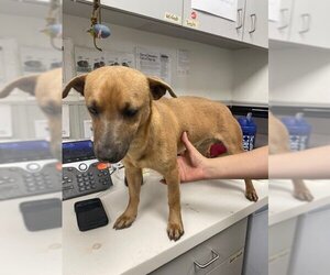 Dachshund Dogs for adoption in Rosenberg, TX, USA