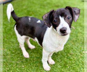 Chihuahua-Unknown Mix Dogs for adoption in Plymouth, MN, USA