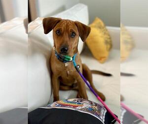 Redbone Coonhound-Unknown Mix Dogs for adoption in Baytown, TX, USA
