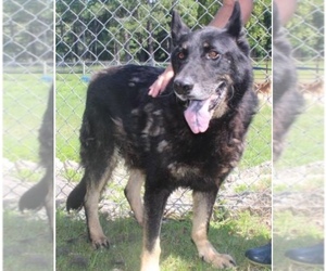 German Shepherd Dog Dogs for adoption in Leesville, SC, USA