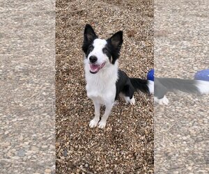 Border Collie Dogs for adoption in Estherville, IA, USA