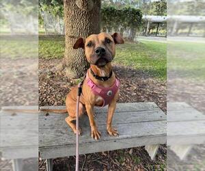 American Pit Bull Terrier Dogs for adoption in Vero Beach, FL, USA