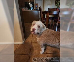 Mutt Dogs for adoption in Peoria, AZ, USA